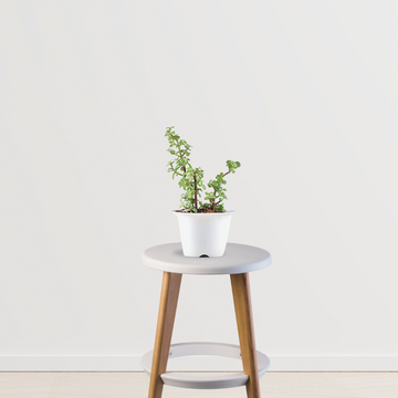 Lucky jade plant for gifting